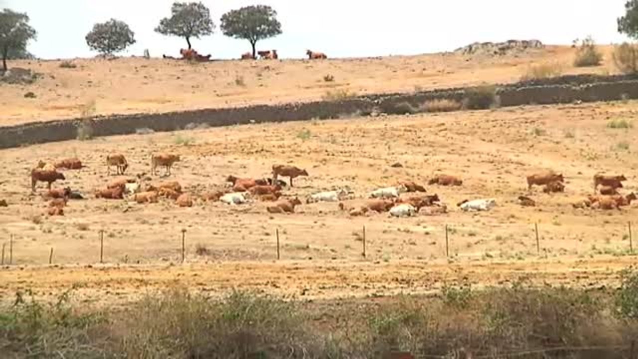 La sequía provoca una situación catastrófica en la ganadería extremeña