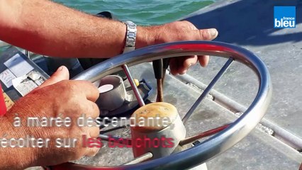 La récolte des moules de bouchot à Noirmoutier