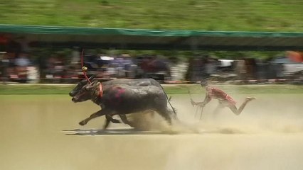 Wo laufen die denn? Büffel-Rennen in Thailand