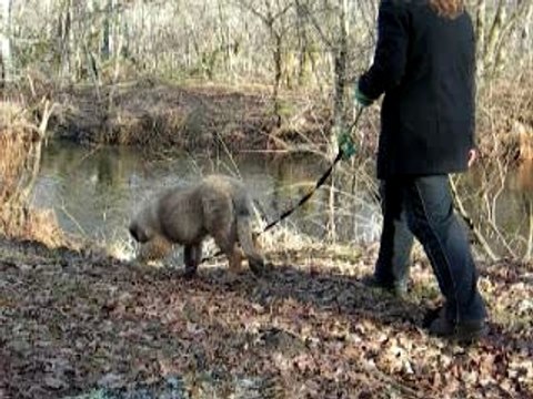 Suite de la promenade de Charly