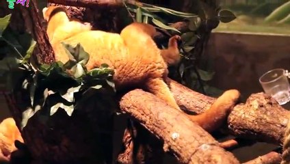 춘천출장안마 -후불100%ョØ7ØA7575A0062｛카톡DK654｝ 춘천전지역출장안마 춘천오피걸 춘천출장마사지 춘천안마 춘천출장마사지 춘천콜걸샵ヅテデ