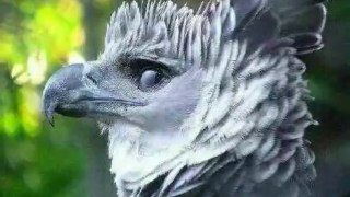 thes is not night king . it  is Harpy eagle