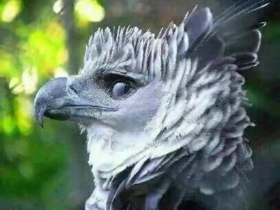 thes is not night king . it  is Harpy eagle