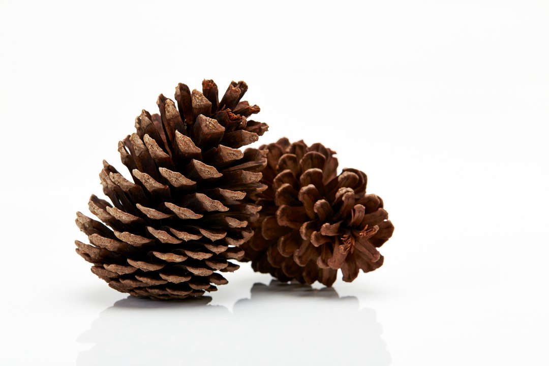 Vos Questions Jardin: Peut-on utiliser les pommes de pin pour pailler dans le jardin