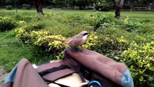 Bird's parting