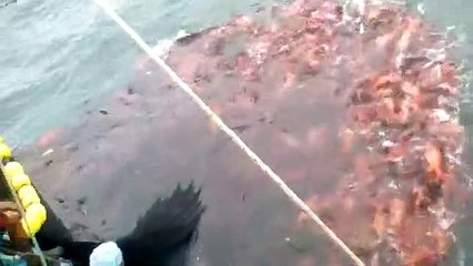 Bolichero en faena de pesca pargo rojo