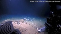 Stunning moment grouper fish swallows a shark whole