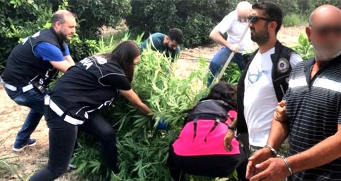 70 kök hint keneviri eken yaşlı adamdan ilginç savunma: Doktor tavsiye etti