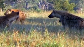 The miraculous thing helps mother Zebra and her child escape from the hunts of Hyena,Lion,Crocodile