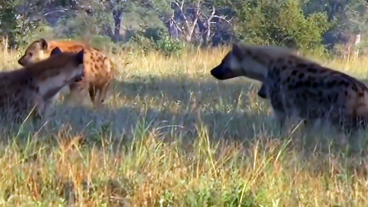 The miraculous thing helps mother Zebra and her child escape from the hunts of Hyena,Lion,Crocodile