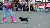 DHA DIŞ- Almanya'da 4 bin köpek 'En Güzel' seçilmek için yarıştı