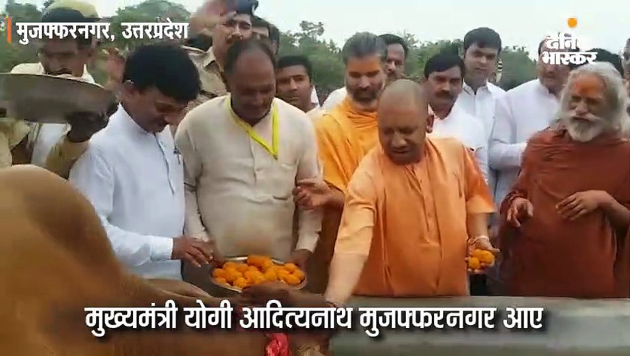 योगी ने गायों को खिलाया गुड़ और चारा