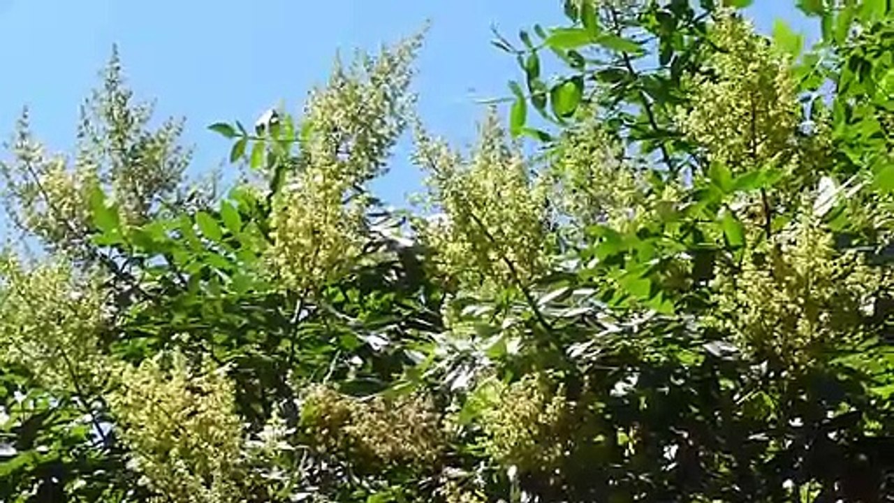 Bees in a tree