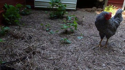 Rattle of a Dead Rattlesnake
