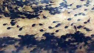 Tadpoles Swimming Against the Current