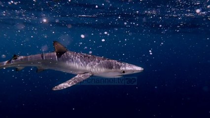 Grabitqarët e detit rrezikojnë të zhduken nga Mesdheu