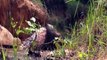 Amazing Animal World - Animals Fight Video - Dog Vs Porcupine Fight To Death - Two Boys Found Dog Stalks Porcupine Nest - Porcupine Attack Dog - Sky Animals