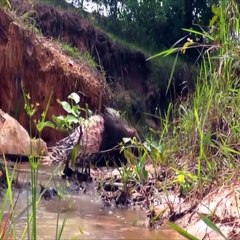 Amazing Animal World - Animals Fight Video - Dog Vs Porcupine Fight To Death - Two Boys Found Dog Stalks Porcupine Nest - Porcupine Attack Dog - Sky Animals