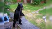 Quand ton chien défend ton jardin contre un ours