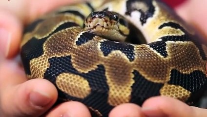 하동출장아로마≑하동출장안마 -후불100%ョØ7ØS7333S9649｛카톡LGT010｝ 하동전지역출장안마 하동오피걸 하동출장마사지 하동안마 하동출장마사지 하동콜걸샵ŁØŒ