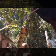 Vava Suresh Caught biggest King Cobra ever