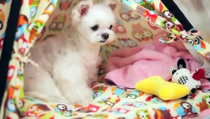 단양출장안마 -후불100%ョØ7ØS7301S9649｛카톡LA25｝ 단양전지역출장안마 단양오피걸 단양출장마사지 단양안마 단양출장마사지 단양콜걸샵みめも