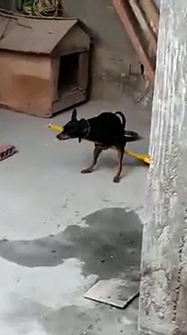 Why Are Dogs Scared Of Brooms