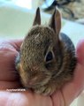 Si vous aimez les lapins mignons, vous allez adorer cette vidéo ! A absolument voir !