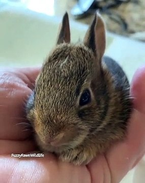 Si vous aimez les lapins mignons, vous allez adorer cette vidéo ! A absolument voir !