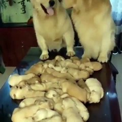 Cette chienne et son compagnon regardent leurs petits avec beaucoup de fierté. Trop mimi !