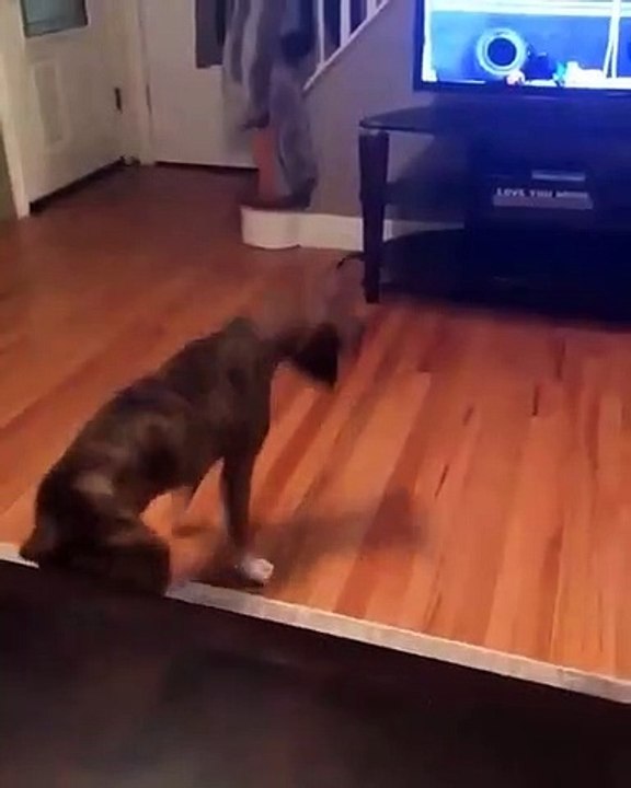 Marrant! Ce chien est particulièrement joyeux. Regardez comment il l'exprime !