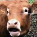 Quand une vache et un homme se tirent la langue, voici ce que ça donne !