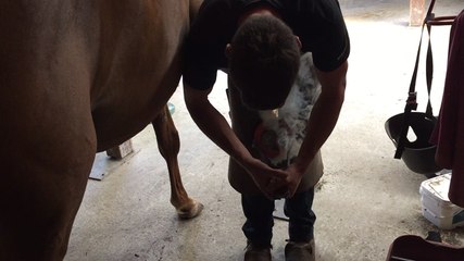 Maréchal-ferrant, un artisan au service du cheval