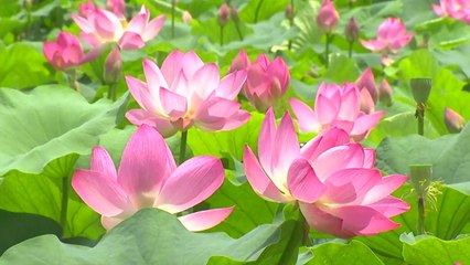 고귀함과 깨달음의 상징 연꽃...한꺼번에 보는 홍련·백련 / YTN