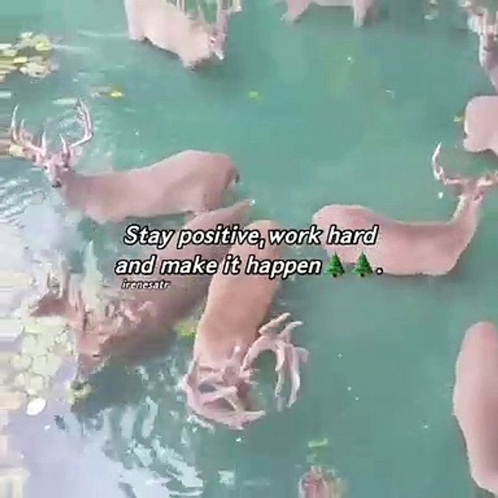 Deer