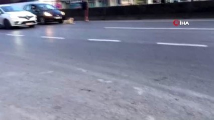 Yolun ortasına yatan köpek trafiği felç etti