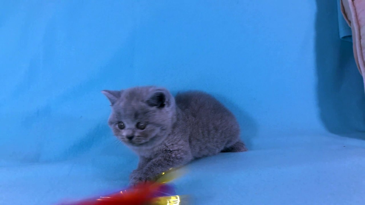 CHATON BRITISH SHORTHAIR