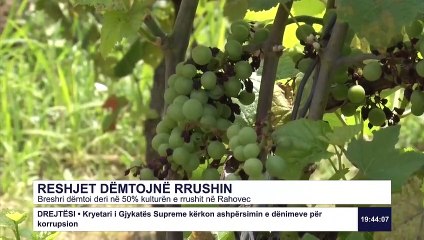 RESHJET DËMTOJNË RRUSHIN