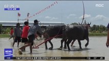 [이 시각 세계] '풍년 기원' 태국 물소 경주
