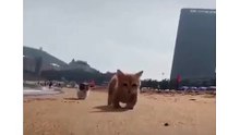 Cute cats