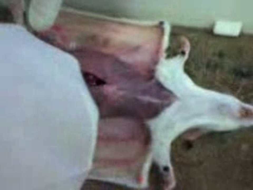 c'est redégeulasse et sa repue XD