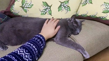 녹아버린 고양이 산이