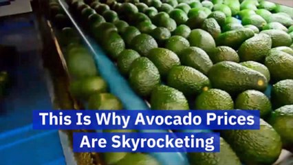 Get A Load Of These Avocados