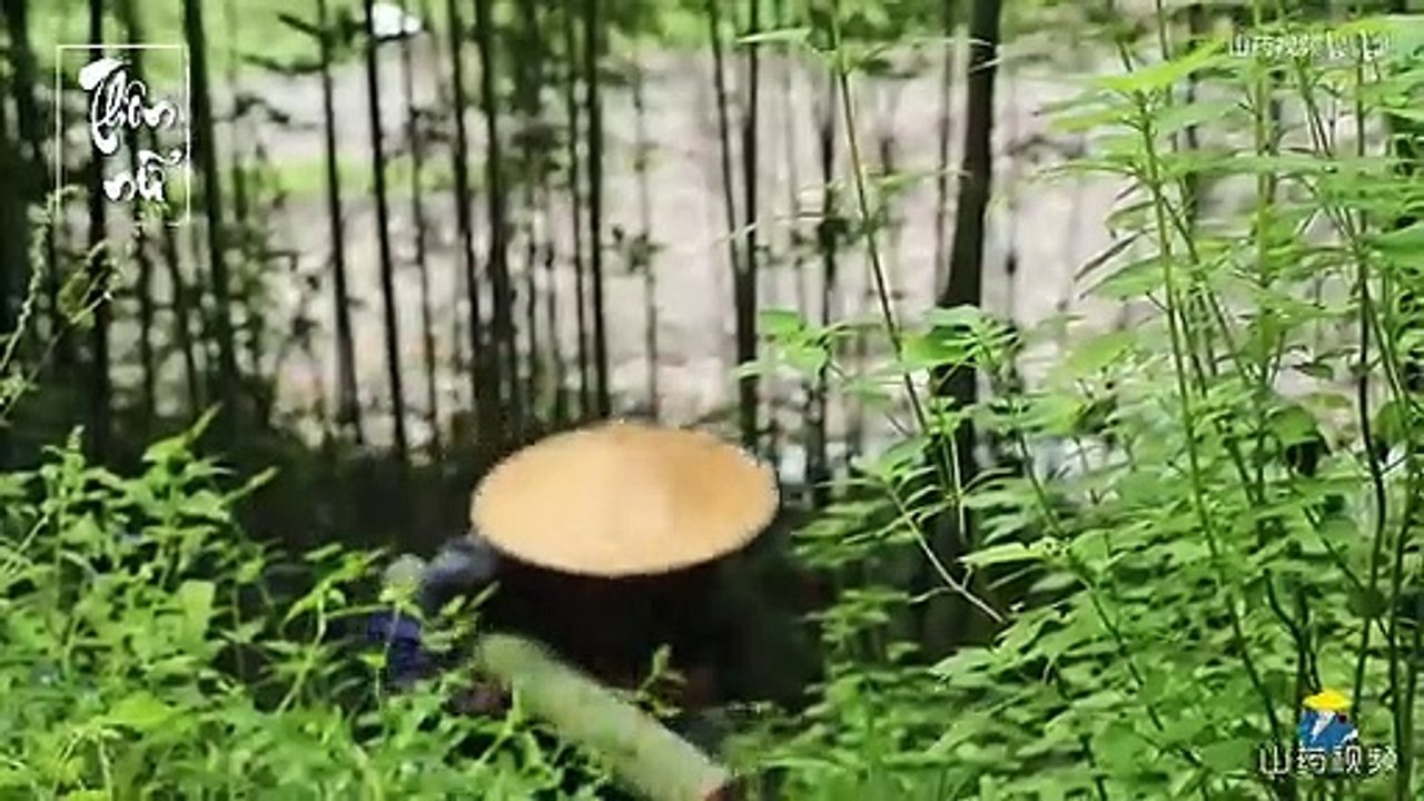 Sơn Dược TV