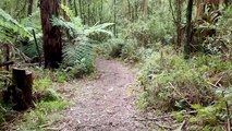 Mesmerizing Wild Lyrebird Encounter