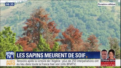 Sécheresse: dans les Vosges les sapins meurent de soif