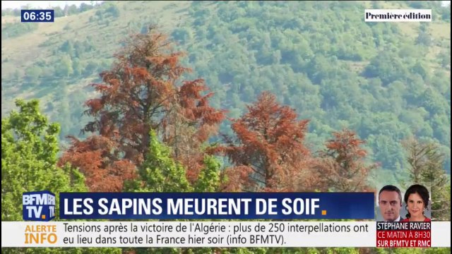 Sécheresse: dans les Vosges les sapins meurent de soif