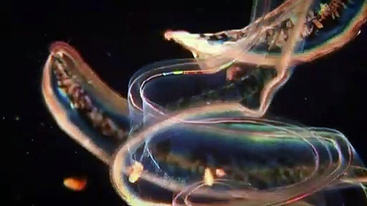 BBC Natures Microworlds (11of13) The Deep Sea