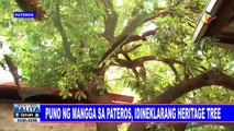 Puno ng mangga sa Pateros, idineklarang heritage tree
