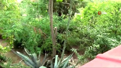 Ekildiği tarihten 46 yıl sonra çiçek açtı